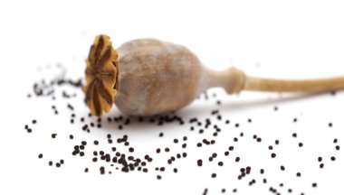 Beyaz arka plan üzerinde izole haşhaş tohumu Pod breadseed haşhaş, kurutulmuş