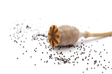 Beyaz arka plan üzerinde izole haşhaş tohumu Pod breadseed haşhaş, kurutulmuş