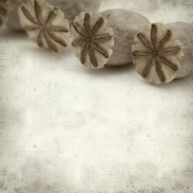 Eski Kağıt arka plan kuru tohum pods, breadseed haşhaş ile dokulu