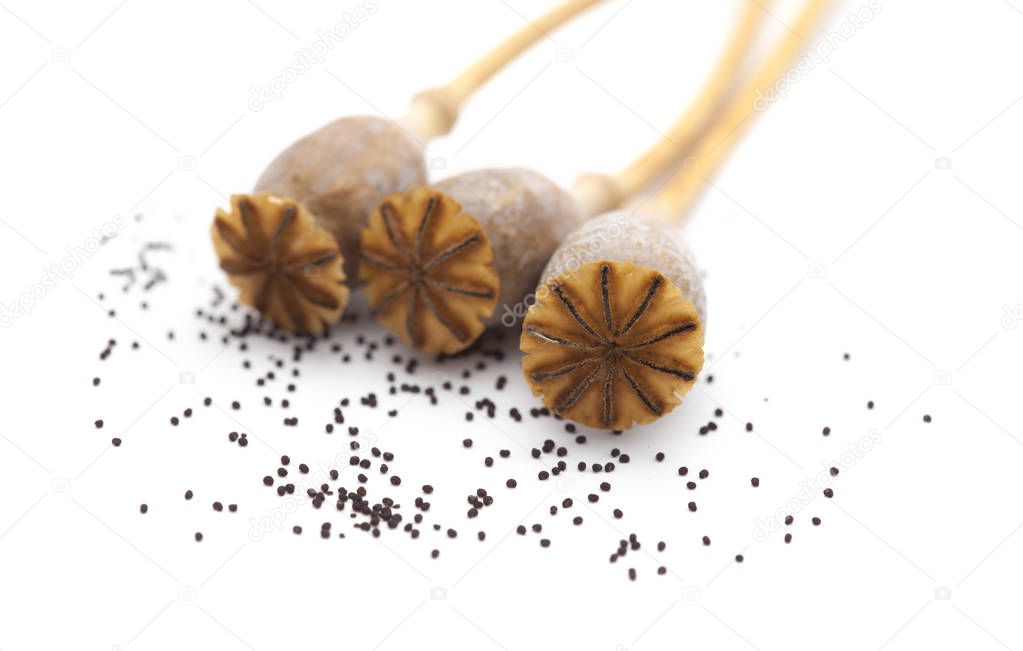 Dried poppy seed pods of breadseed poppy isolated on white background