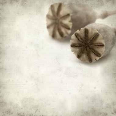 Eski Kağıt arka plan kuru tohum pods, breadseed haşhaş ile dokulu