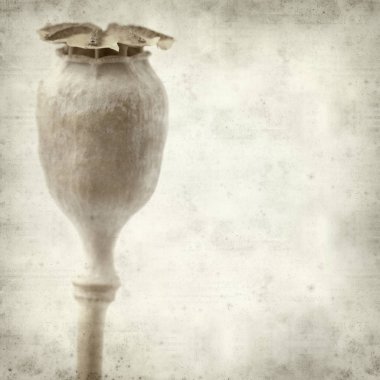 Eski Kağıt arka plan kuru tohum pods, breadseed haşhaş ile dokulu