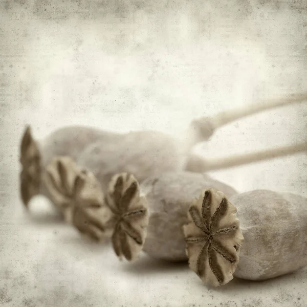 Textured Old Paper Background Dry Seed Pods Breadseed Poppy — Stock Photo, Image