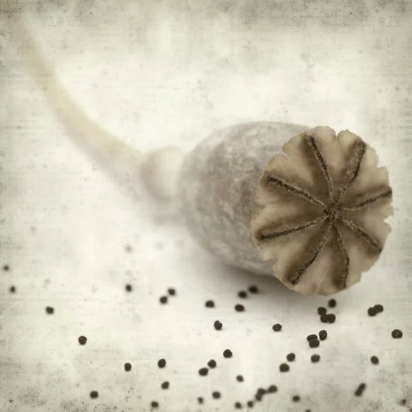 Textured Old Paper Background Dry Seed Pods Breadseed Poppy — 图库照片