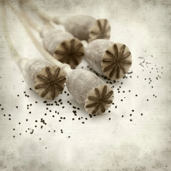 Textured Old Paper Background Dry Seed Pods Breadseed Poppy — Stock Photo, Image