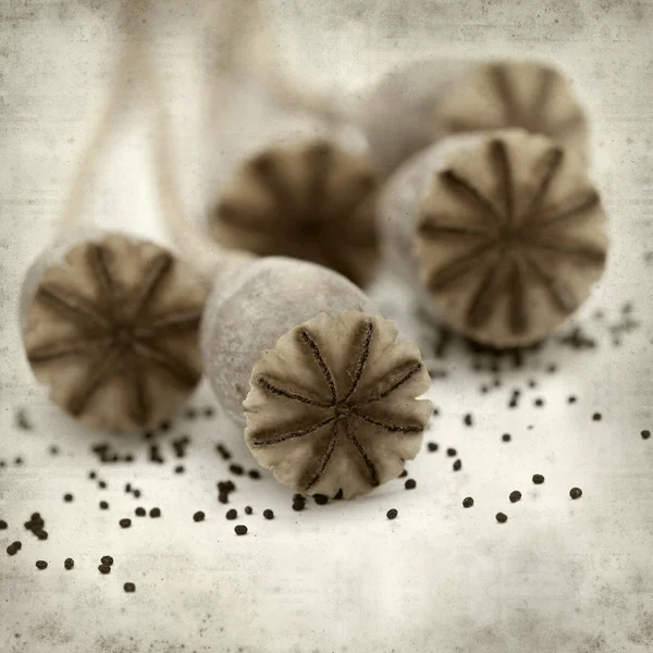 Textured Old Paper Background Dry Seed Pods Breadseed Poppy — Stock Photo, Image