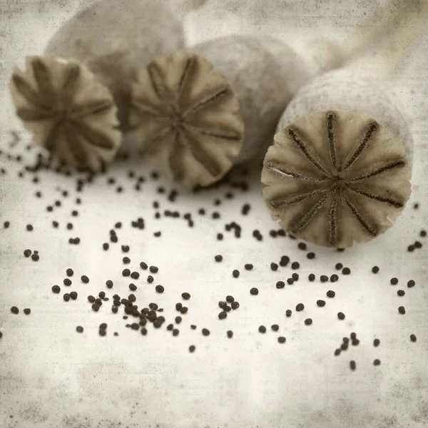 Textured Old Paper Background Dry Seed Pods Breadseed Poppy — Stock Photo, Image