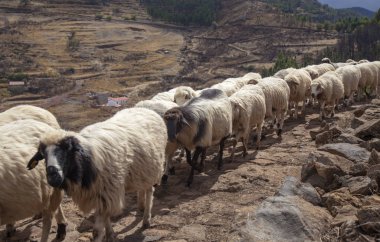 Gran Canaria, Ekim, Las Huelva'daki - adanın en yüksek alanlar arasında mera hareketli koyun sürüsü tarafından işgal yolunu hiking