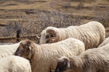 Gran Canaria, Ekim, Las Huelva'daki - adanın en yüksek alanlar arasında mera hareketli koyun sürüsü tarafından işgal yolunu hiking