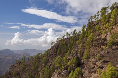 Gran Canaria, Ekim, Doğa Parkı Pajonales, Kanarya pines bir parçası yeniden ormanlık