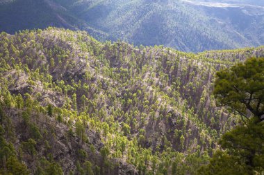 Gran Canaria, Ekim, Doğa Parkı Pajonales, Kanarya pines bir parçası yeniden ormanlık