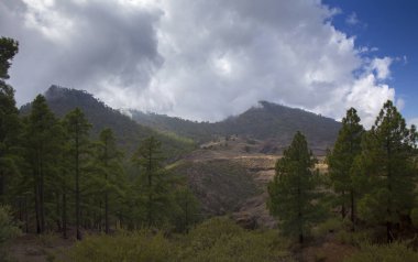 Gran Canaria, Ekim, Doğa Parkı Pajonales, canarinha pines. 