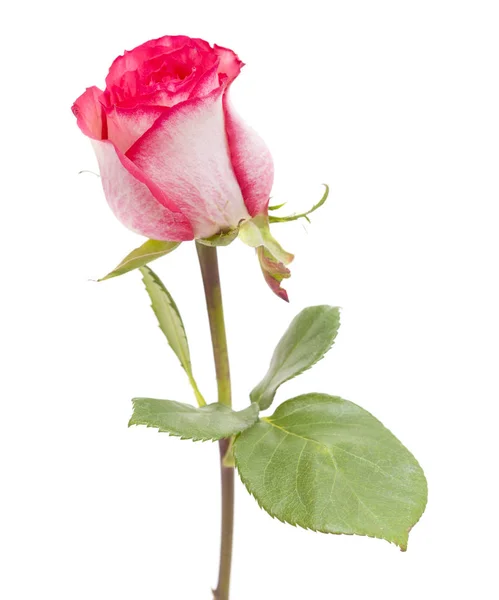 Single Pink Variegated Rose Isolated White Background — Stock Photo, Image