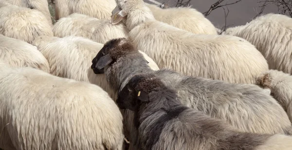 グラン カナリア島 月ラスベガス クンブレ 島の分野で最高の牧草地間の移動する羊の群れによって占められるパスをハイキング — ストック写真