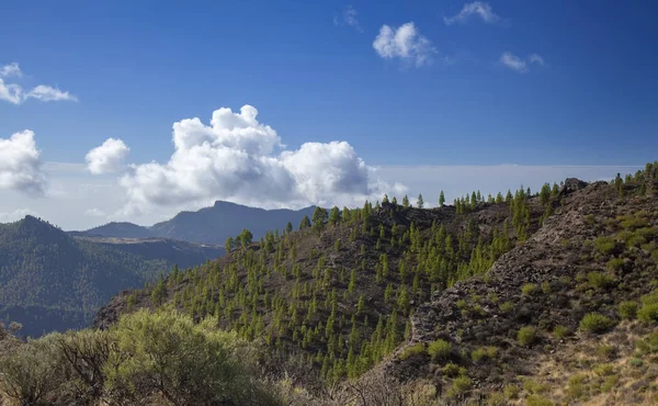 Gran Canaria Ottobre Riforestato Parte Del Parco Naturale Pajonales Pini — Foto Stock