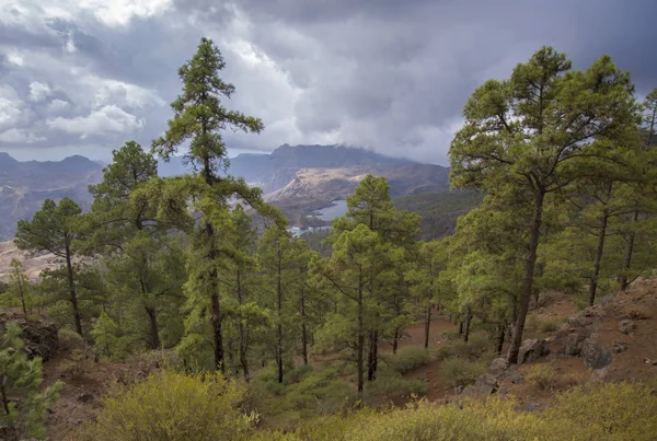 Gran Canaria Października Ponownie Zalesiona Część Parku Przyrody Pajonales Słodkowodny — Zdjęcie stockowe
