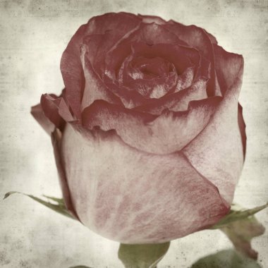 eski kağıt arka plan ile pembe Gül dokulu