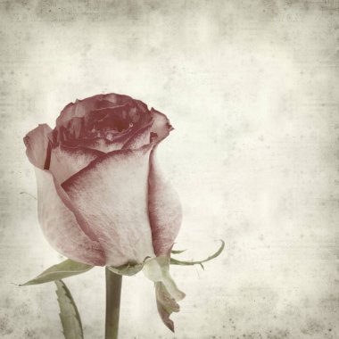 eski kağıt arka plan ile pembe Gül dokulu