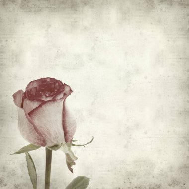 eski kağıt arka plan ile pembe Gül dokulu