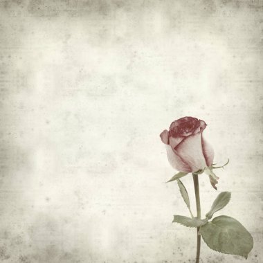 eski kağıt arka plan ile pembe Gül dokulu