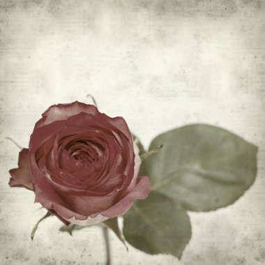 eski kağıt arka plan ile pembe Gül dokulu