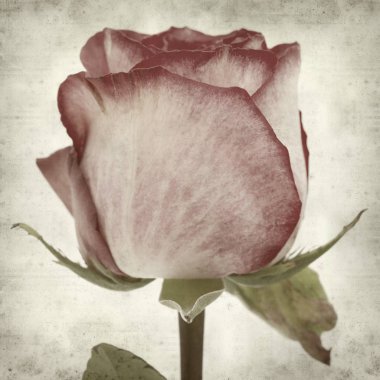 eski kağıt arka plan ile pembe Gül dokulu