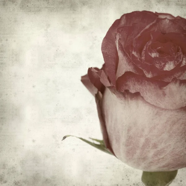 Текстурований Старий Паперовий Фон Рожевою Трояндою — стокове фото