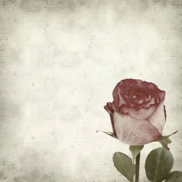 Vieux Fond Papier Texturé Avec Rose Rose — Photo