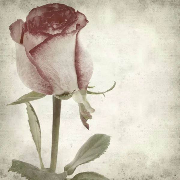 Vieux Fond Papier Texturé Avec Rose Rose — Photo