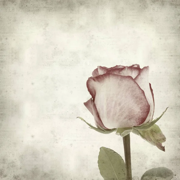 Textured Old Paper Background Pink Rose — Stock Photo, Image