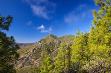 Gran Canaria, Doğa Parkı çam ormanı Tamadaba, alanları reforested
