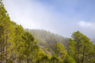 Gran Canaria, Doğa Parkı çam ormanı Tamadaba, alanları reforested