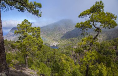 Gran Canaria, Doğa Parkı çam ormanı Tamadaba, görünümü Barranco del Vaquero dağ geçidi, küçük gökkuşağı aşağı
