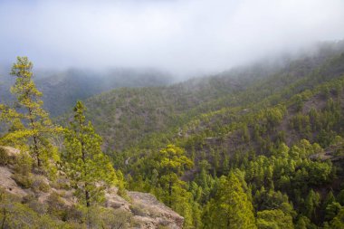 Gran Canaria, Doğa Parkı çam ormanı Tamadaba, alanları reforested