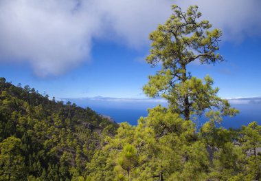 Gran Canaria, Doğa Parkı çam ormanı Tamadaba, El Risco de Agaete, Tenerife Kanarya çam ağaçlarıyla kaplı bir tepe üzerinde görünür Teide doğru vadide görünümü