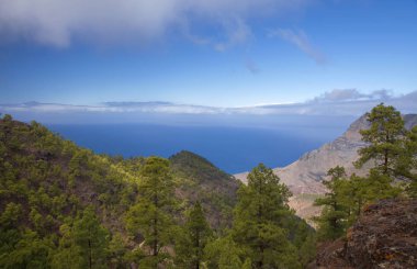 Gran Canaria, Doğa Parkı çam ormanı Tamadaba, Tenerife bir tepe üzerinde görünür Teide Kanarya çam ağaçlarıyla kaplı