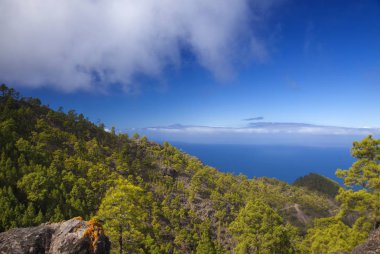 Gran Canaria, Doğa Parkı çam ormanı Tamadaba, El Risco de Agaete, Tenerife Kanarya çam ağaçlarıyla kaplı bir tepe üzerinde görünür Teide doğru görünümü Vadisi