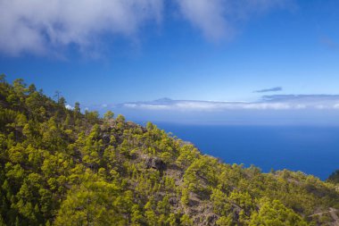 Gran Canaria, Doğa Parkı çam ormanı Tamadaba, Tenerife bir tepe üzerinde görünür Teide Kanarya çam ağaçlarıyla kaplı