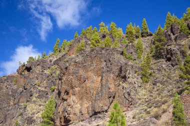 Gran Canaria, Doğa Parkı çam ormanı Tamadaba, kırmızı yar Barranco del Laurel dağ geçidi boyunca