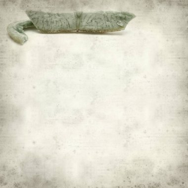 Kurutulmuş meyve ile dokulu eski Kağıt arka plan 