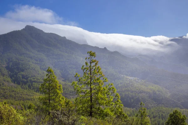 Gran Canaria Parque Natural Pinos Tamadaba Nubes Rodando Caldera Tejeda —  Fotos de Stock