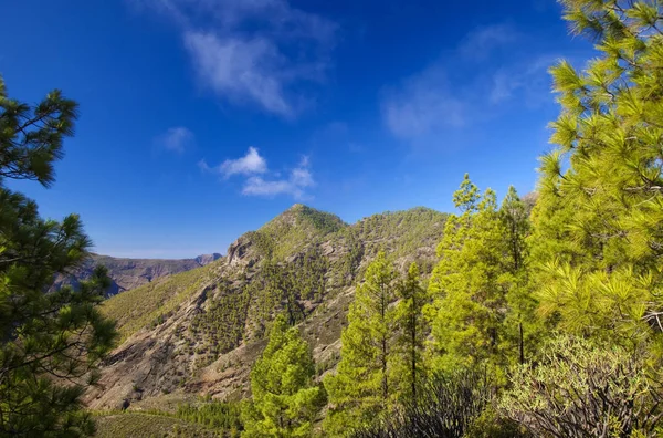 Gran Canaria Přírodní Park Borový Les Tamadaba Osázena Stromy Oblastí — Stock fotografie