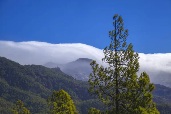 Gran Canaria Parque Natural Pinos Tamadaba Nubes Rodando Caldera Tejeda — Foto de Stock