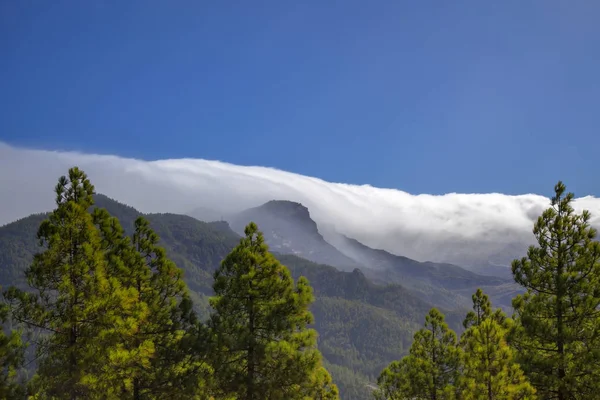 大加那利岛 自然公园松树林 Tamadaba 云卷入 Caldera Tejeda — 图库照片