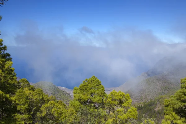 Gran Canaria Natur Park Tallskogen Tamadaba Visa Ner Barranco Del — Stockfoto
