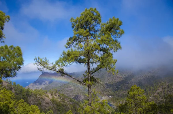Γκραν Κανάρια Φύση Πάρκο Πεύκα Δάσος Tamadaba Θέα Προς Faneque — Φωτογραφία Αρχείου