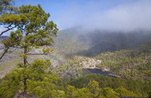 Gran Canaria Nature Park Pine Forest Tamadaba View Barranco Del — Stock Photo, Image