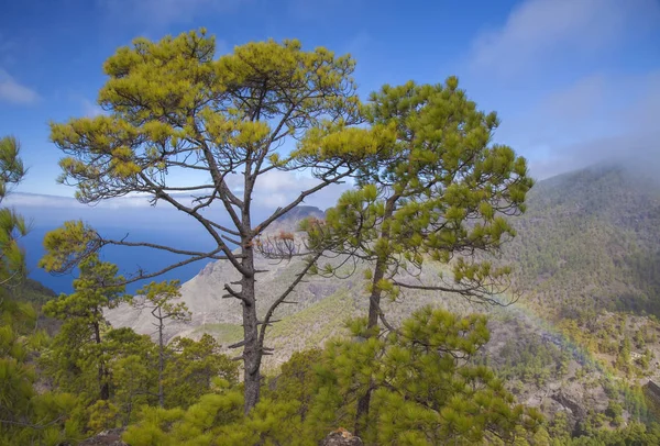 Gran Canaria Las Sosnowy Parku Przyrody Tamadaba Widok Kierunku Faneque — Zdjęcie stockowe