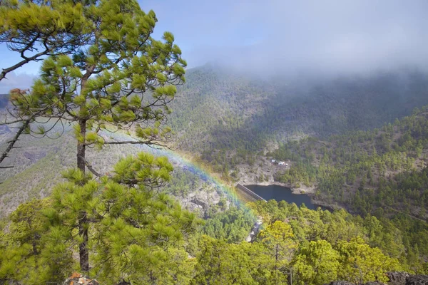 Gran Canaria Nature Park Pine Forest Tamadaba View Barranco Del — Stock Photo, Image