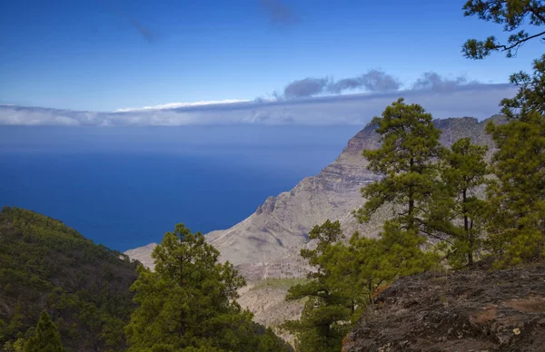 Gran Canaria Nature Park Pine Forest Tamadaba View Faneque — Stock Photo, Image